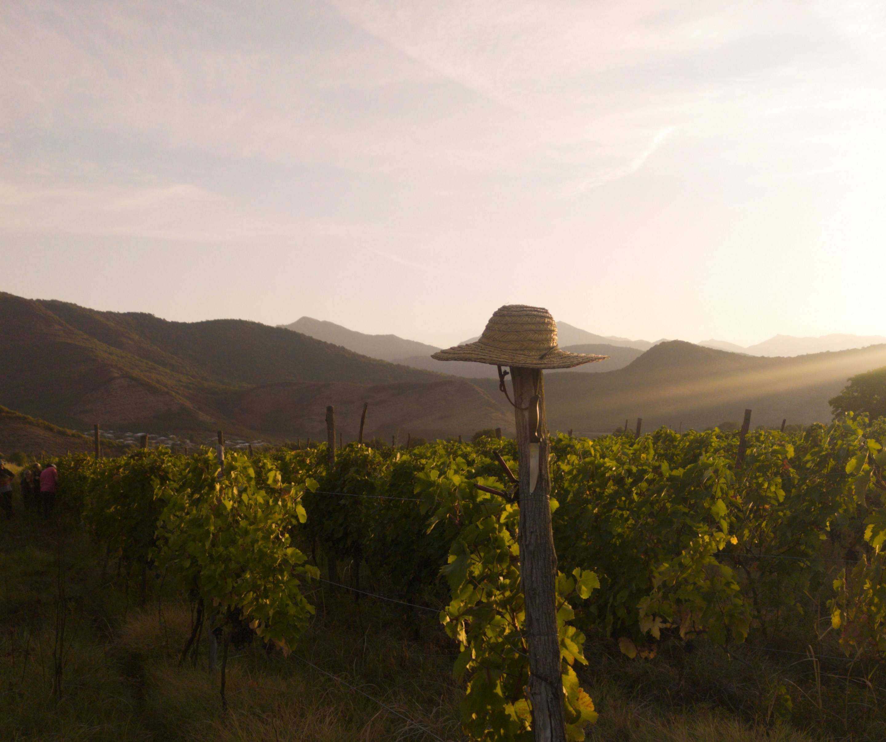 Weinberge in Kachetien im Abendlicht, dahinter die Ausläufer des Kaukasus